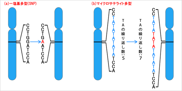 >図4　遺伝子多型の種類