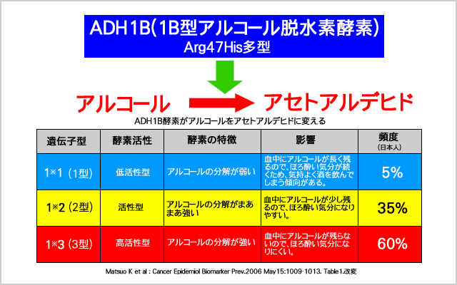 AHD1B(アルコール脱水素酵素)がアルコールをアセトアルデヒドに変える