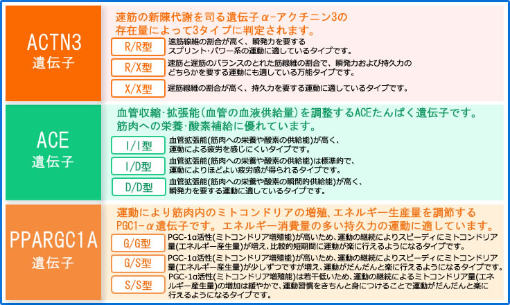 絶品 SELECT SPORTS~ORIGINAL~スポーツに特化したDNA解析 14遺伝子解析キット DNA エクササイズ 遺伝子検査キット 遺伝子検査 スポーツ 筋肉 ダイエット アスリート 口腔粘膜用 分析キット ハーセリーズ 遺伝子検査キット