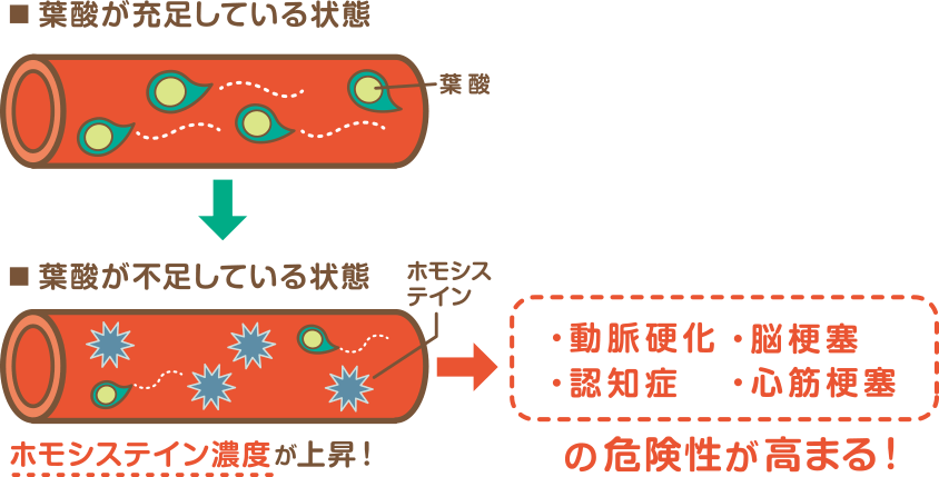 遺伝子検査で葉酸不足をチェック 遺伝子検査はハーセリーズ